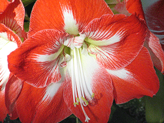 Here S What To Do After Your Amaryllis Blooms Home Garden Qctimes Com