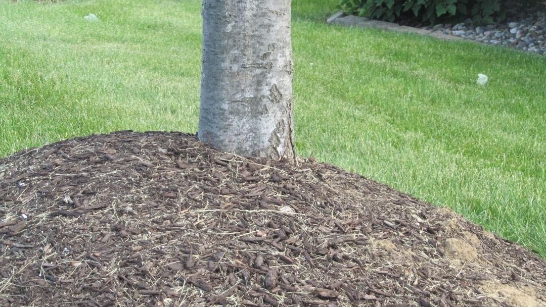 Mulch can kill trees if not properly applied