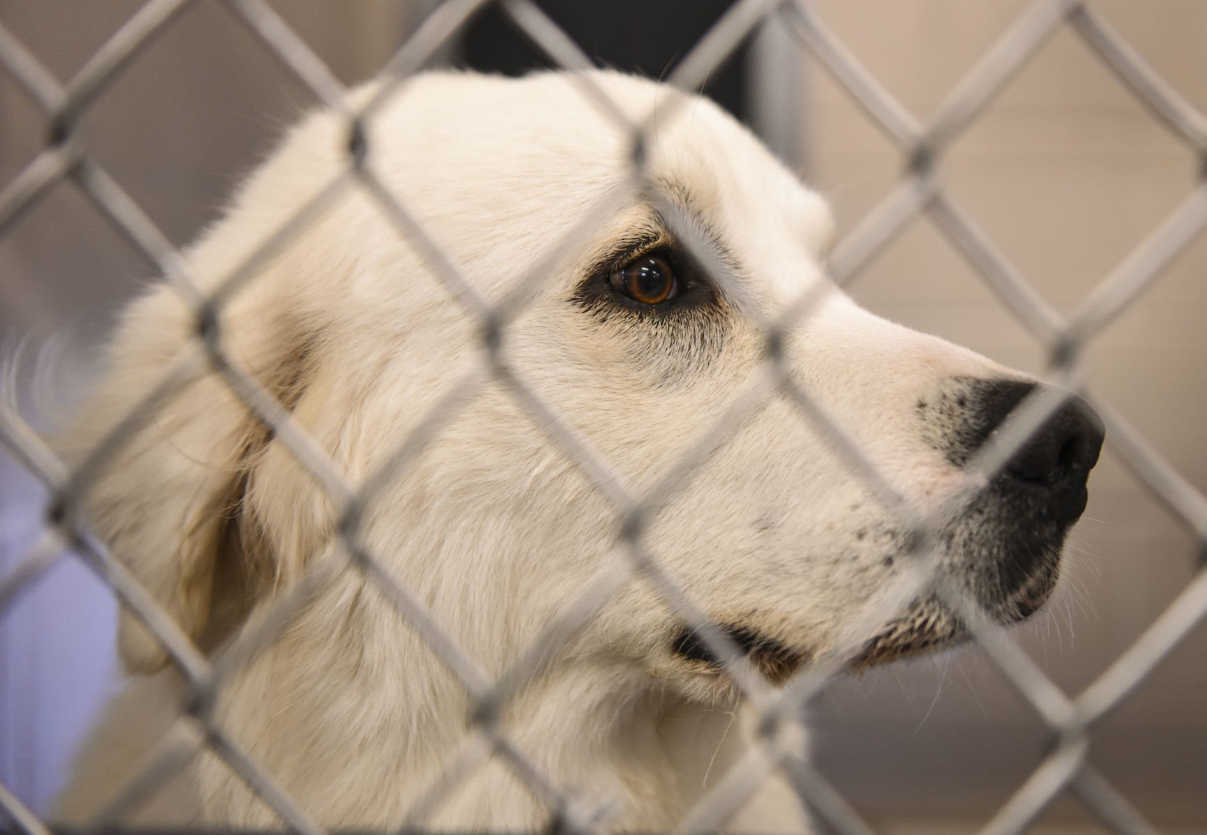 local dog kennels