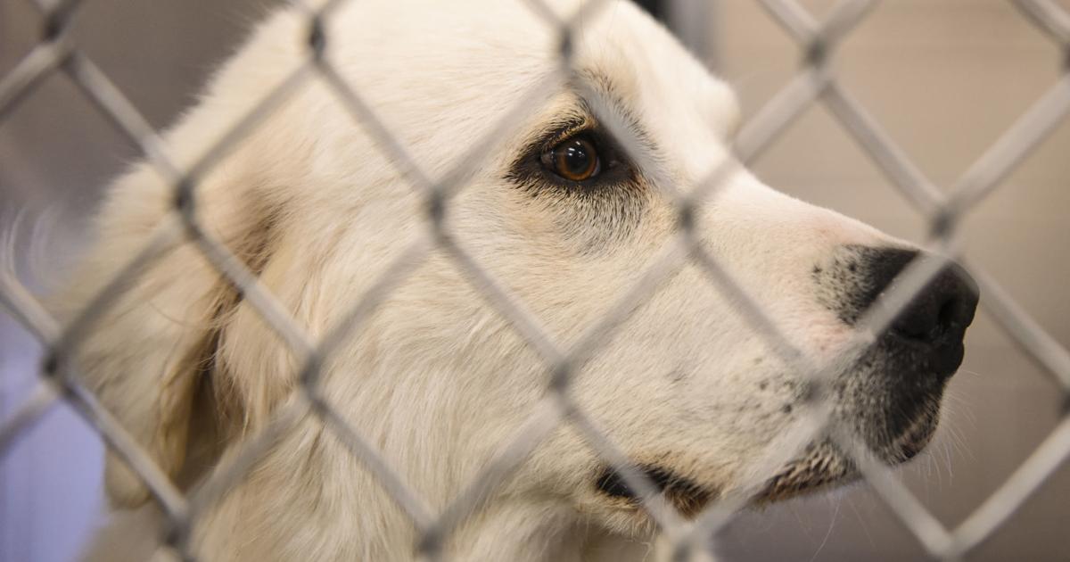 Kennel Operator New Illinois kennel safety law could save pets' lives, and cost kennel ...