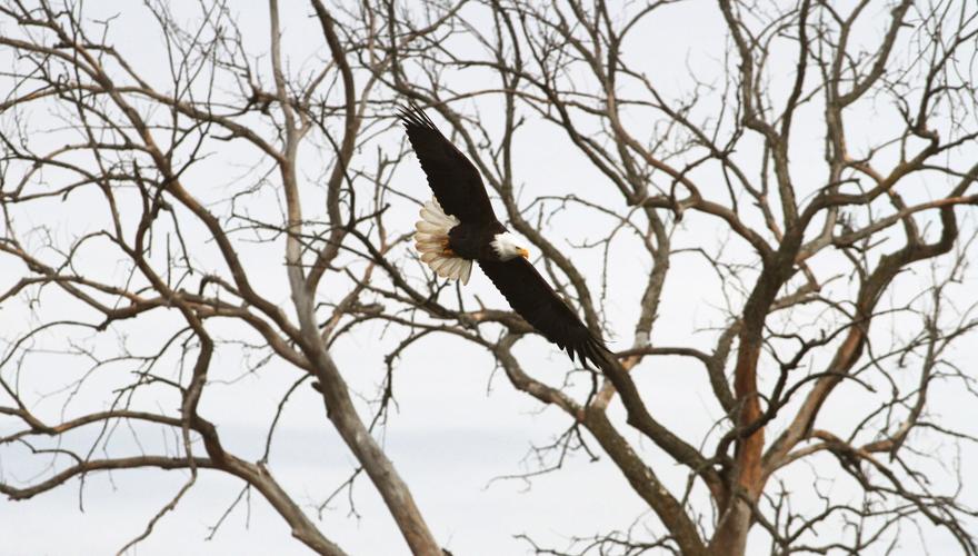 An 'eagle eye' Here are tips for capturing great photos of the bald
