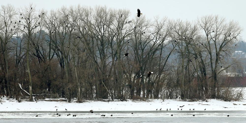 010718-Bald-Eagle-Days-007