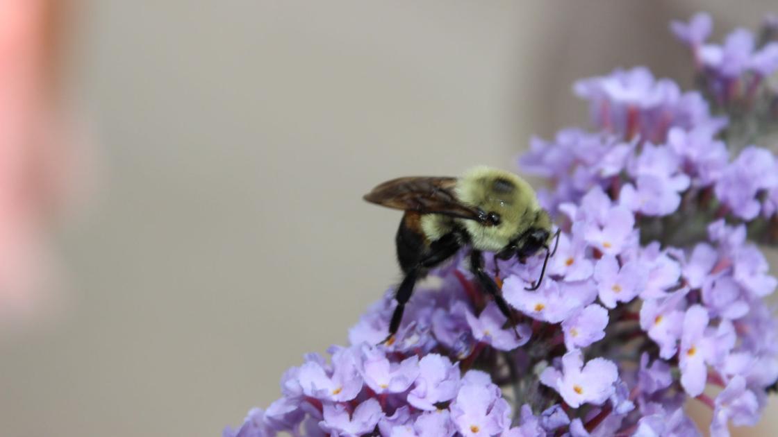 Zoo discovers endangered population of bees