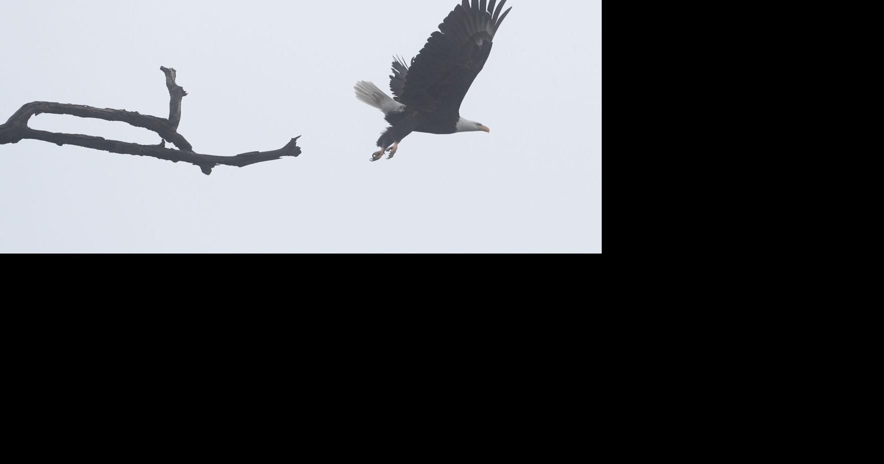 Iowa DNR: Bald eagle shot, killed in Scott County