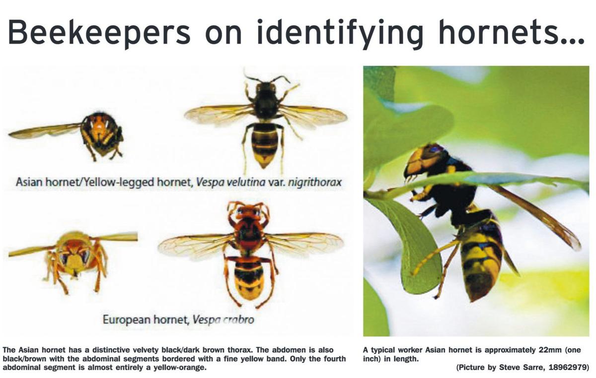 Murder Hornets Aren T In Midwest Local News Qctimes Com