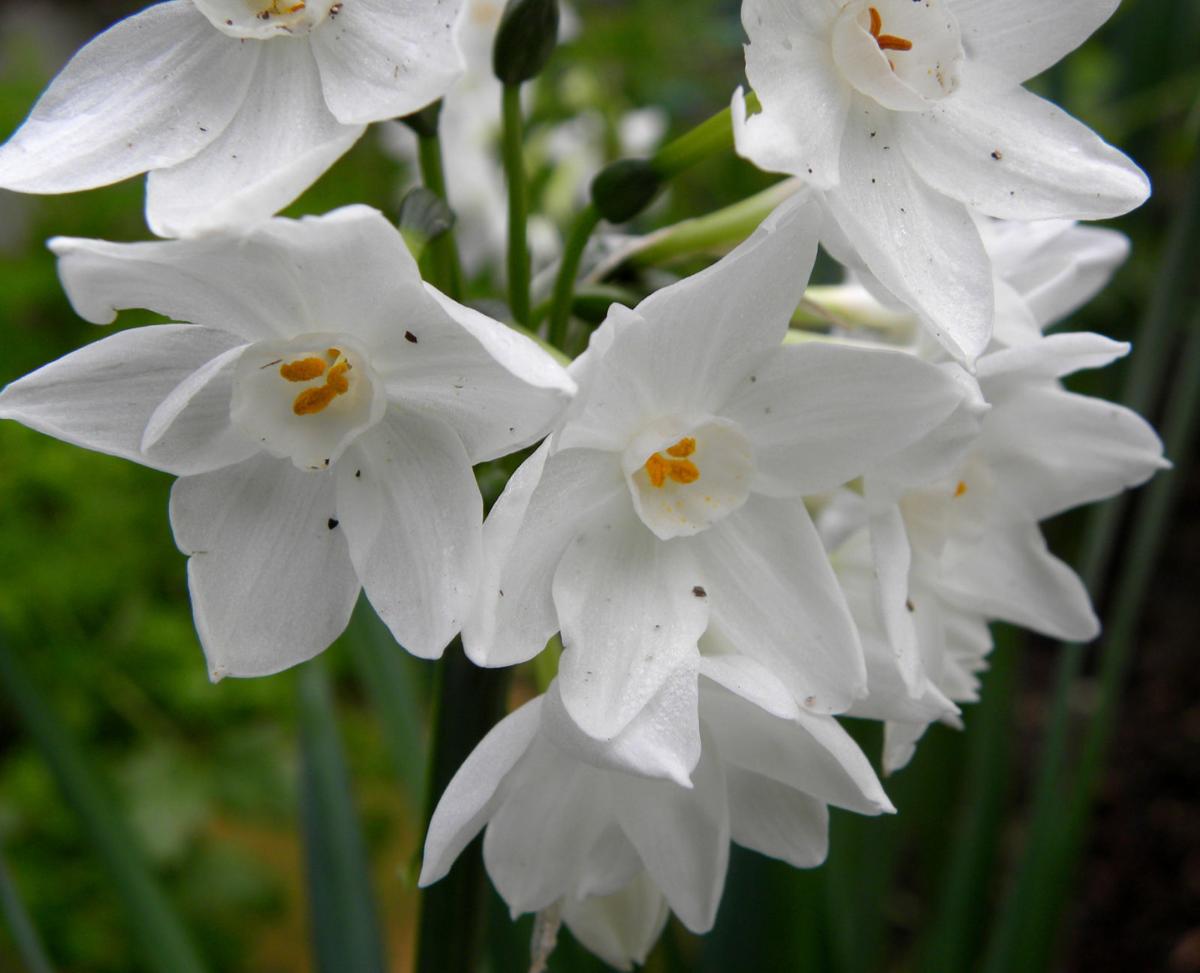 Paperwhites make pretty indoor flowers Lifestyles Paperwhites make pretty indoor flowers Lifestyles