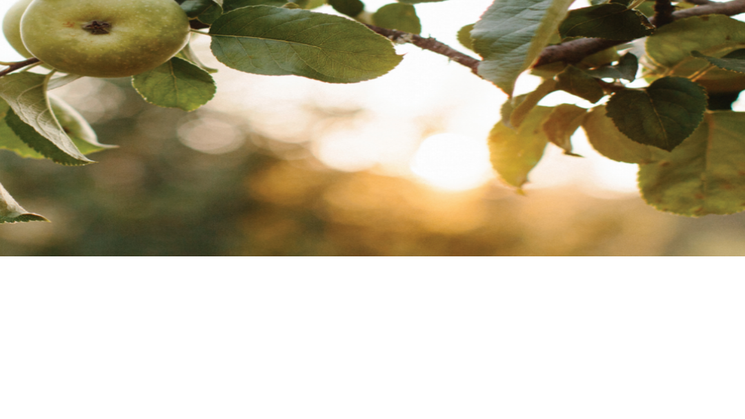 You can invest in Johnny Appleseed trees | Property & Garden