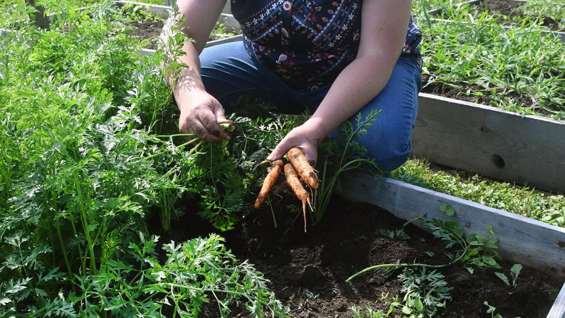 College of Illinois Extension gives lessons on timber, cash, gardening | House & Backyard