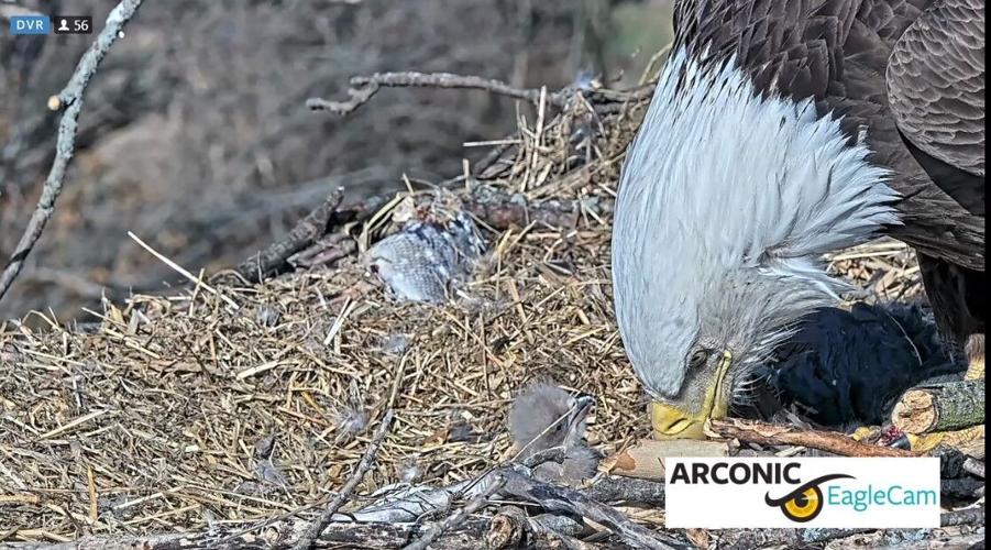 Eaglet pushed out of nest shared by Liberty and Justice