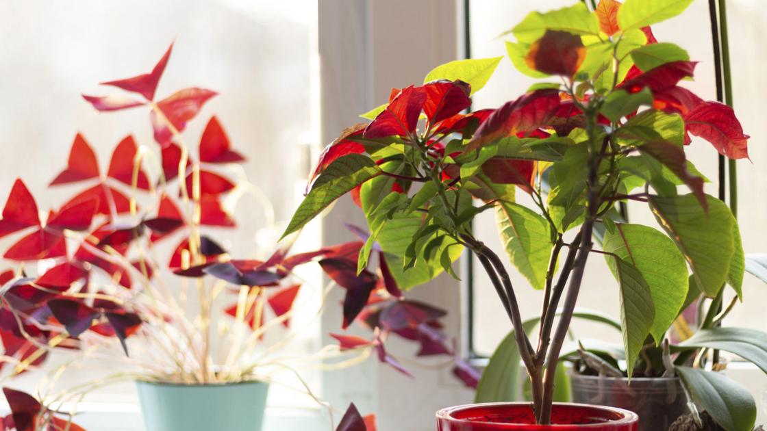 Keeping poinsettias after Christmas | Home & Garden