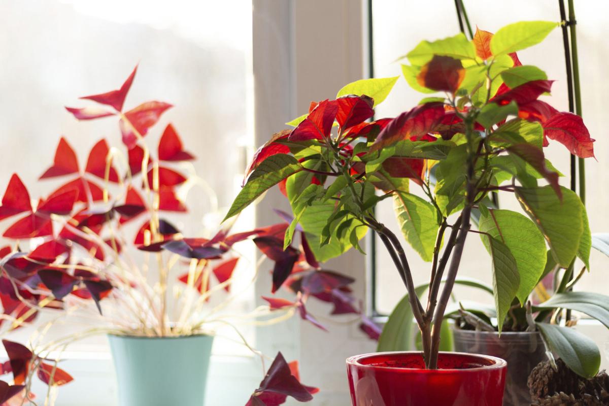 poinsettia