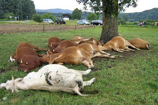 11 cattle killed in lightning strike in Germany