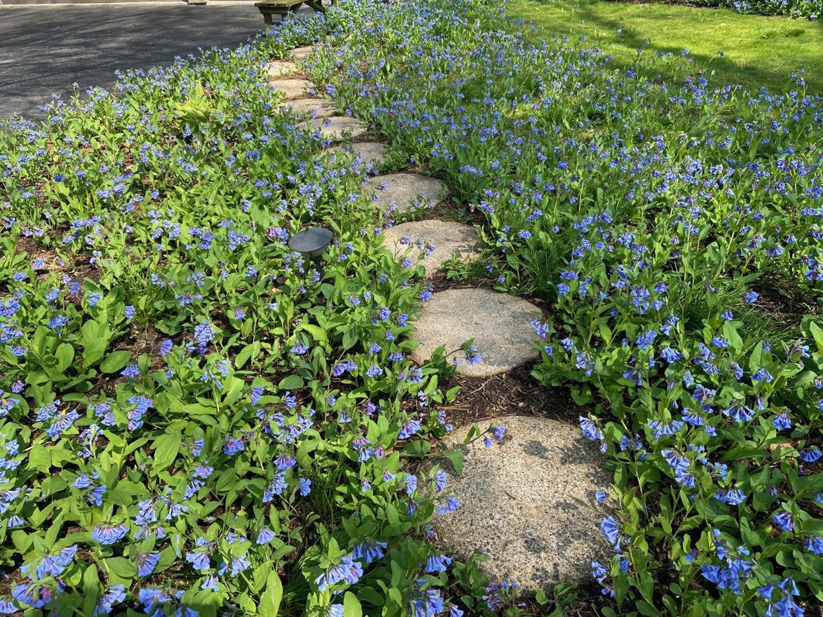 Illinois yard sprouts masses of bluebells | Home &amp; Garden 