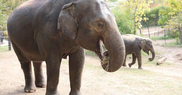 Rani the elephant dies after dog runs loose at St. Louis Zoo - Vimarsana News