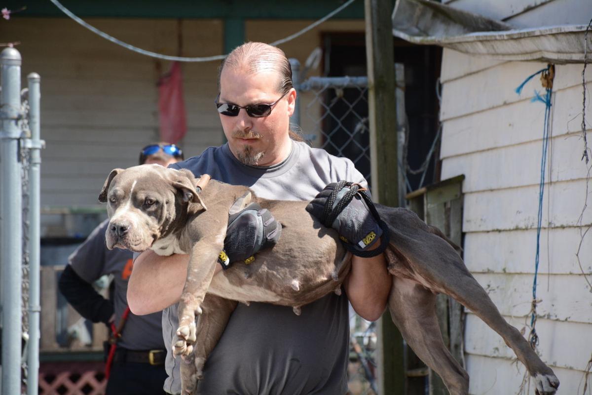 10th QC dog fighting defendant sentenced Local Crime & Courts