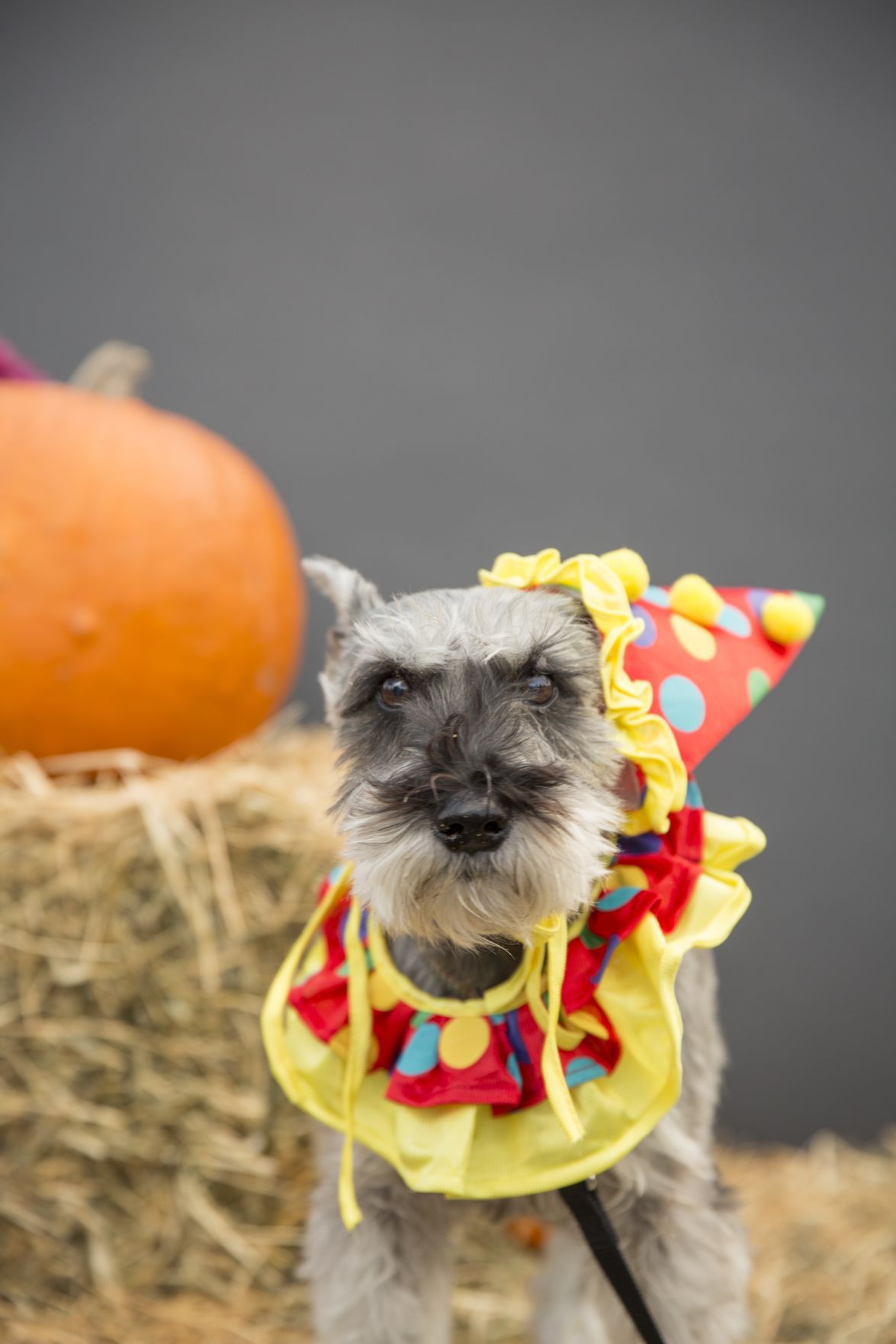 See photos of dogs dressed up as pirates, police officers