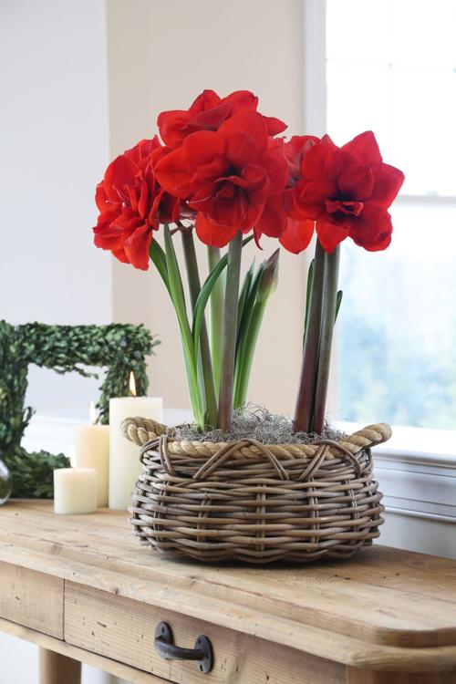 amaryllis