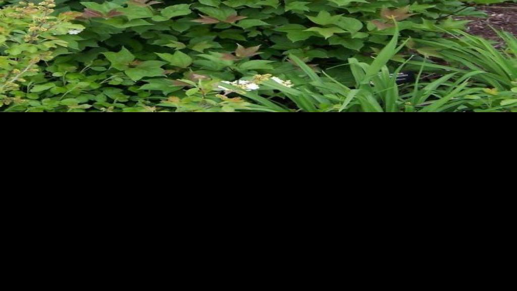 Trees, shrubs for shady, wet and dry spots Home and Garden