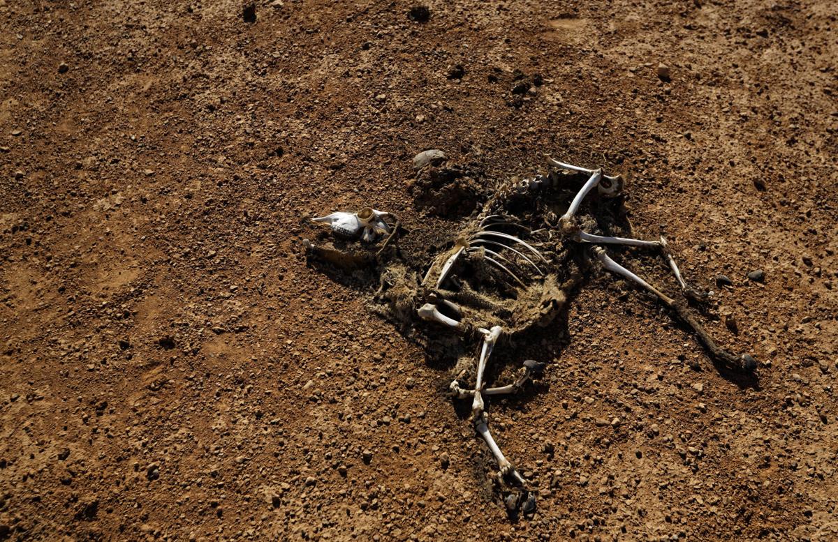 Somalia Droughts Toll