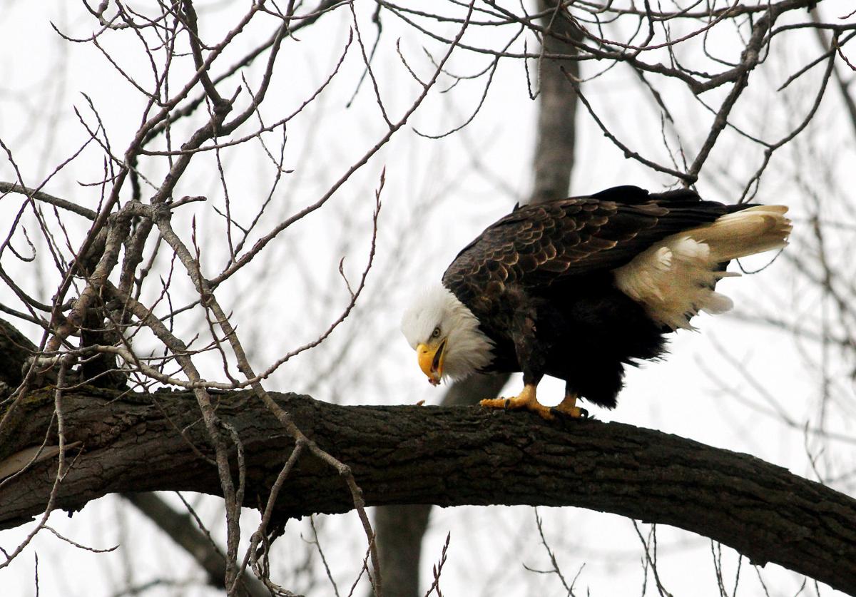 020416-eagles-009