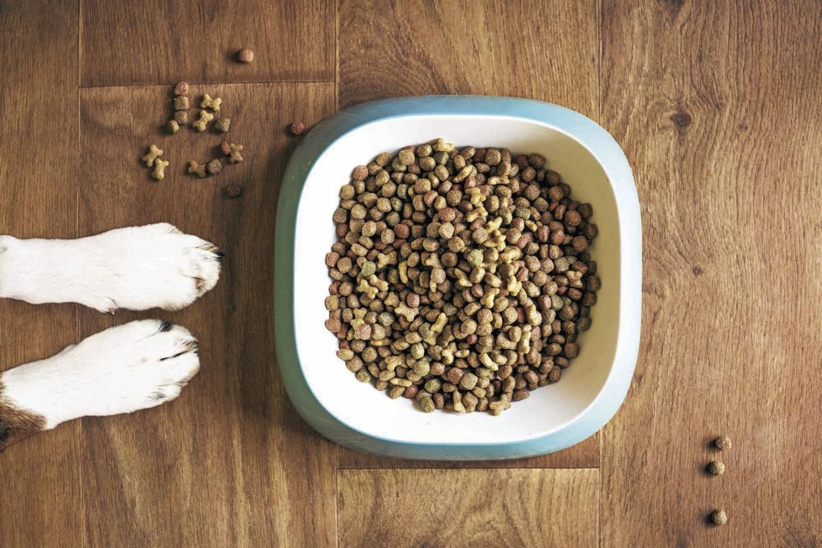 _dog-food-5168940_1920_CMYK.jpg