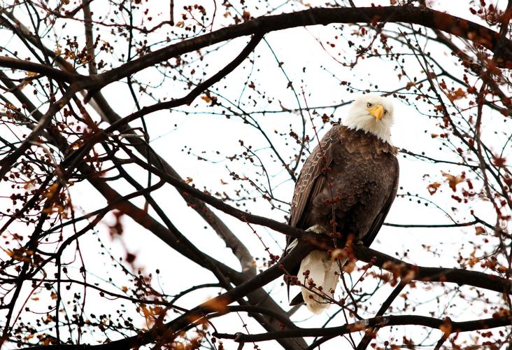 EAGLE DAYS 2018 012