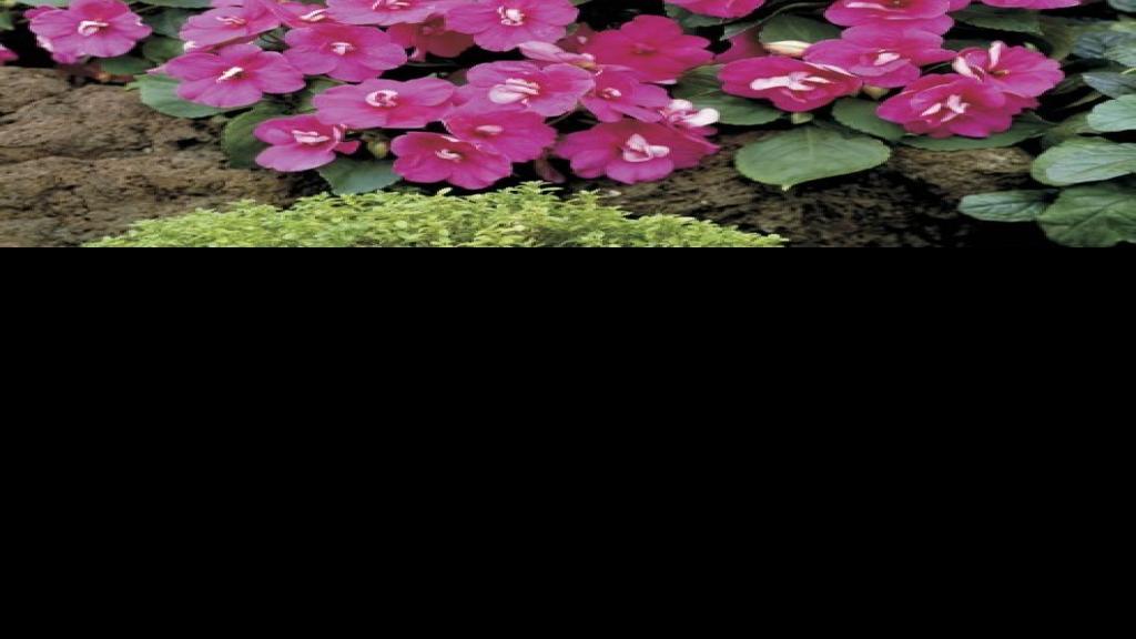 A problem with impatiens | Home and Garden | qctimes.com