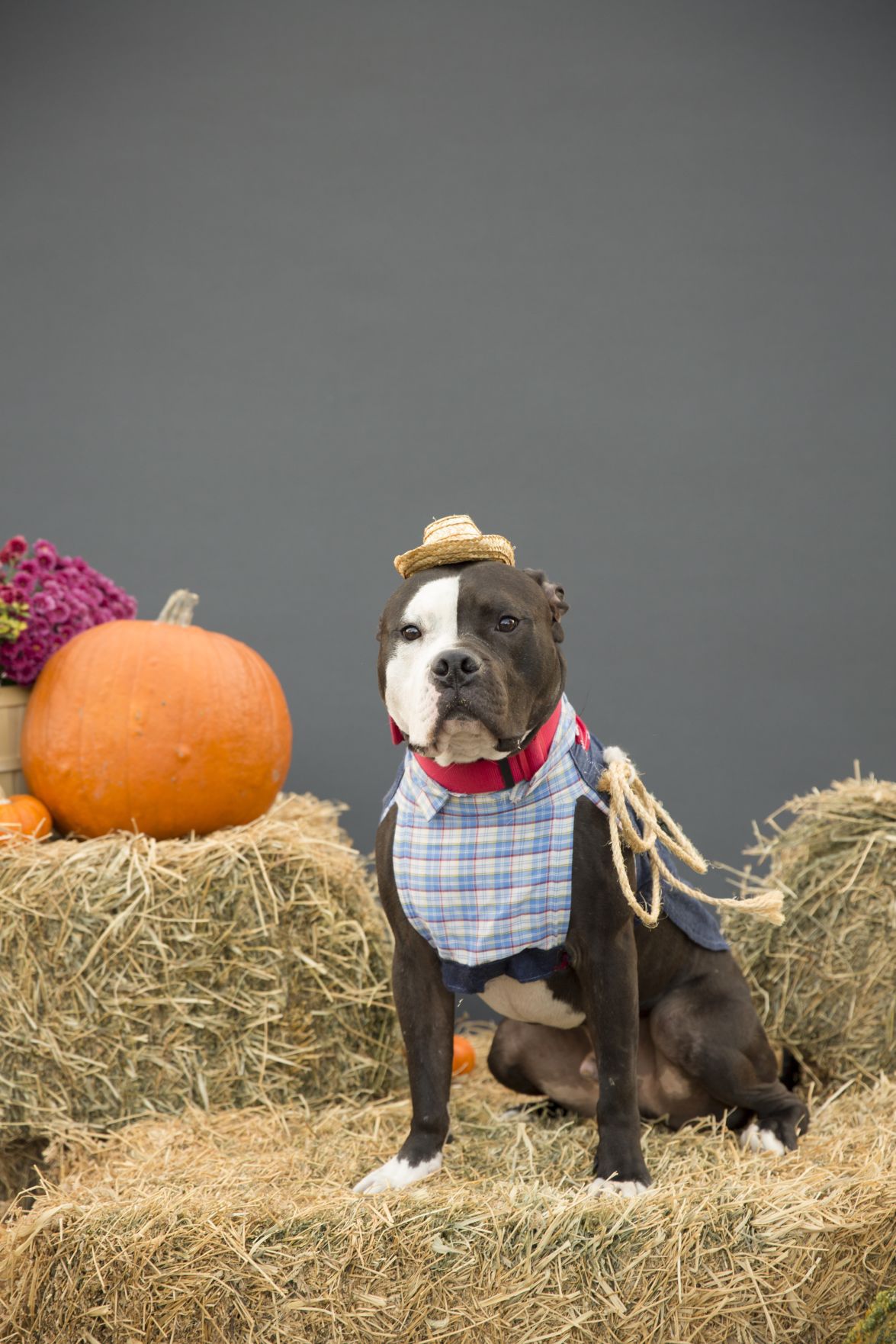 See photos of dogs dressed up as pirates, police officers, vampires for
