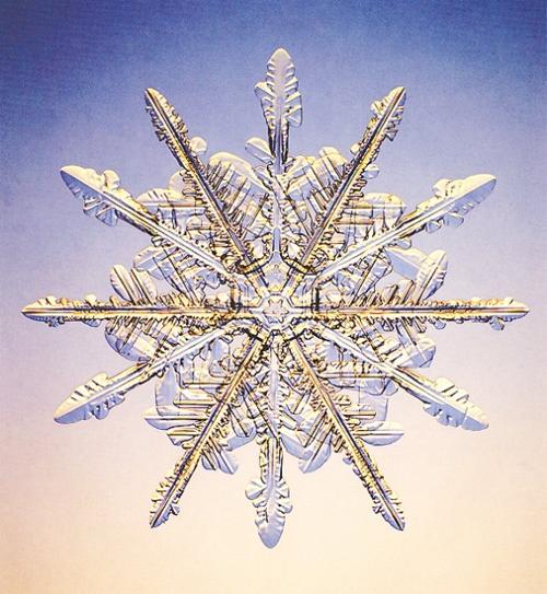 Snowflakes Are Masterpieces Of Nature S Design Alma Gaul