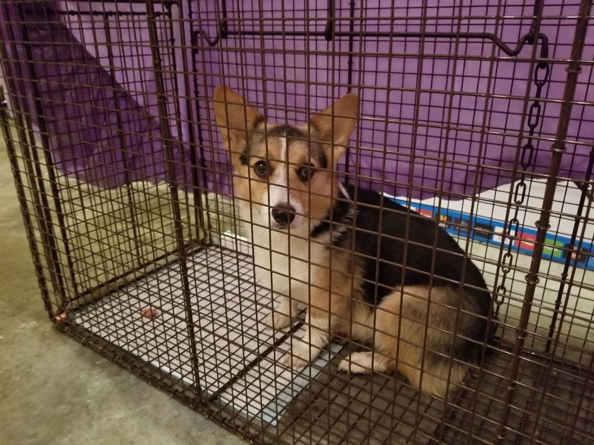 After 2 1 2 Months On The Run Annie The Welsh Corgi Is Rescued In Davenport Local News Qctimes Com