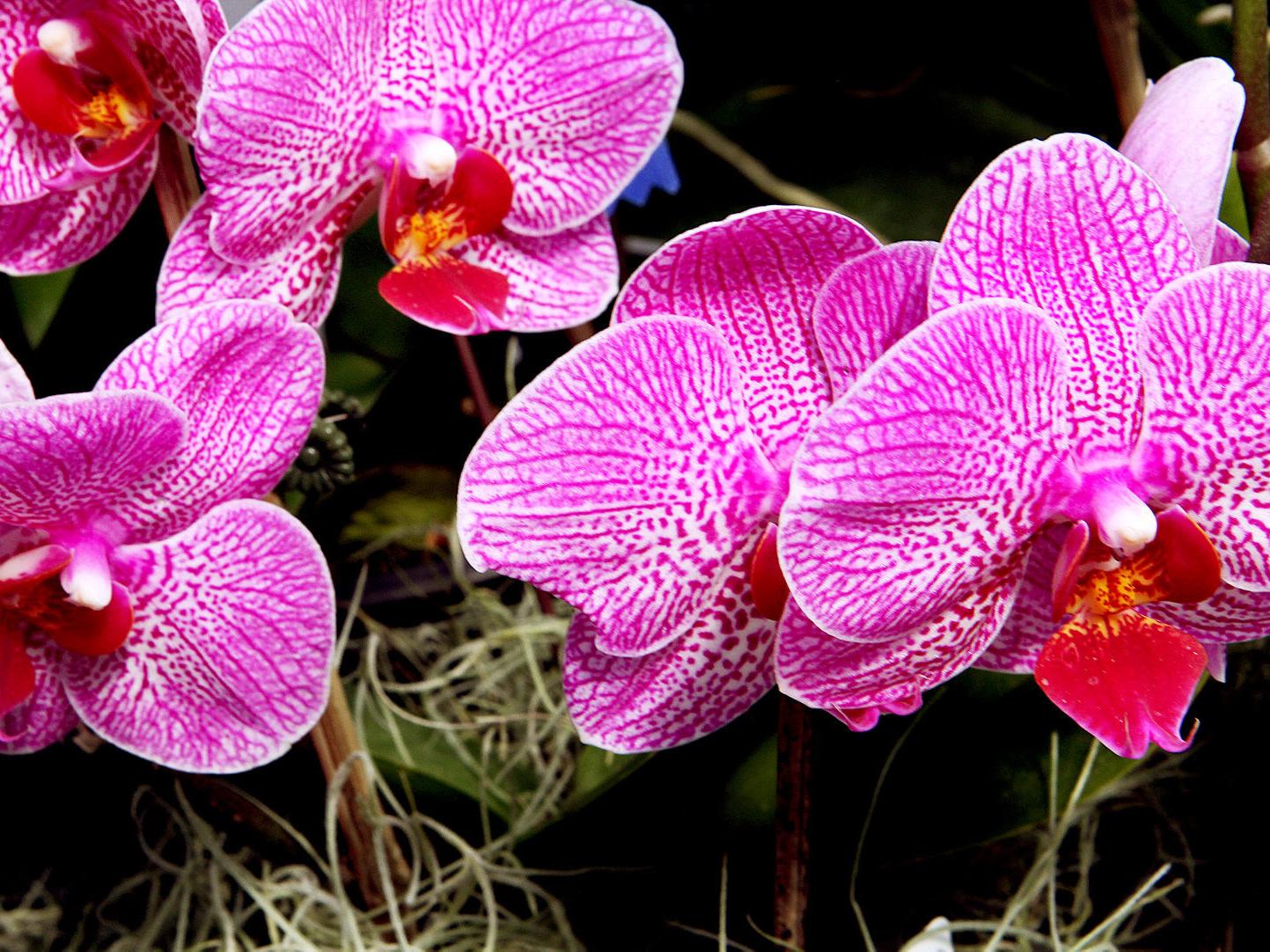 Moth Orchids Are Easiest To Grow Flower Home Garden Qctimes Com