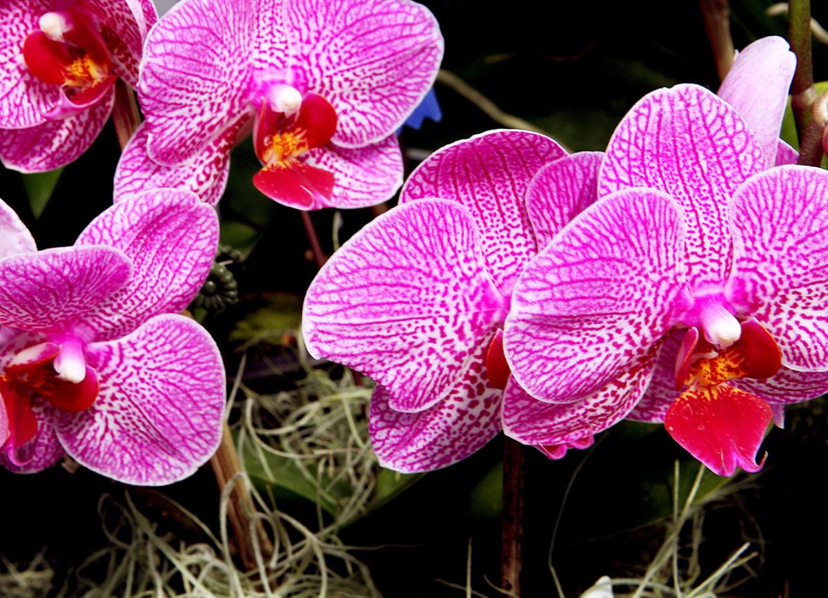 Moth Orchids Are Easiest To Grow Flower Home Garden Qctimes Com