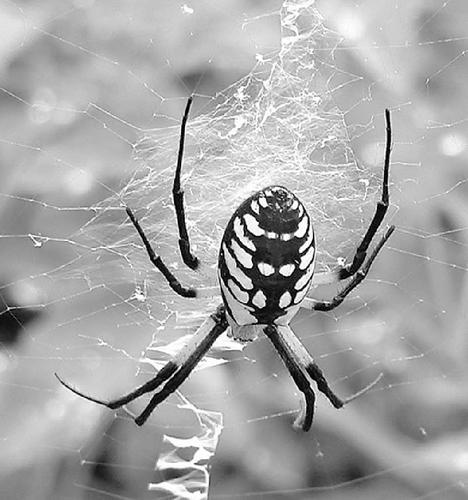 Spider In Your Garden Probably Is An Argiope Home Garden Qctimes Com