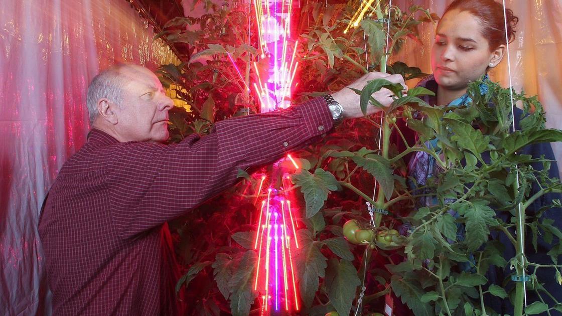 Sarah Browning: Using LED Lights for Houseplants and Transplants | Home & Garden