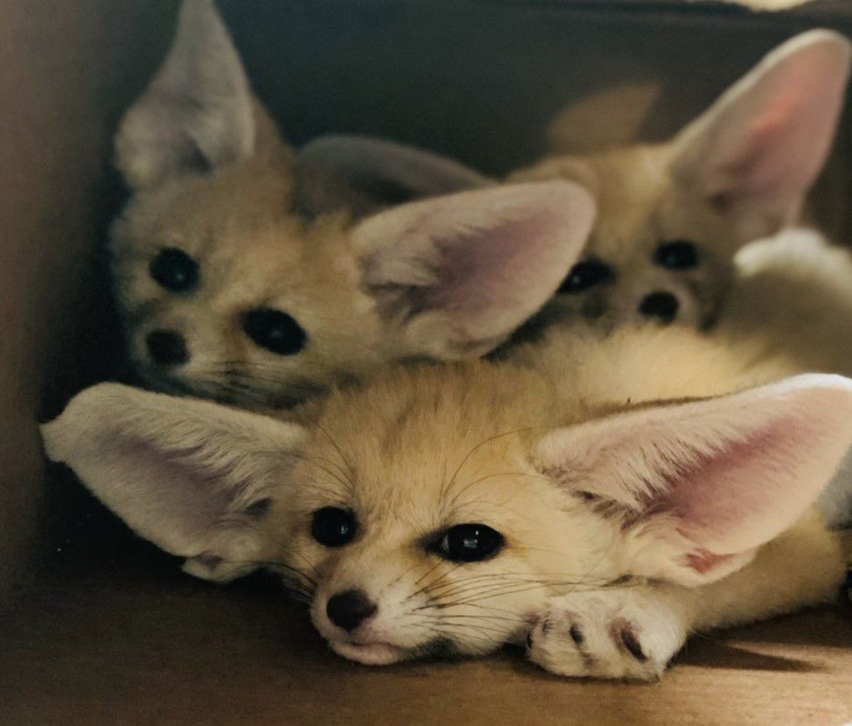 White Fennec Fox Baby