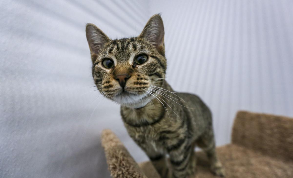 Pet Supplies Plus Makes Splash In Davenport Business Economy