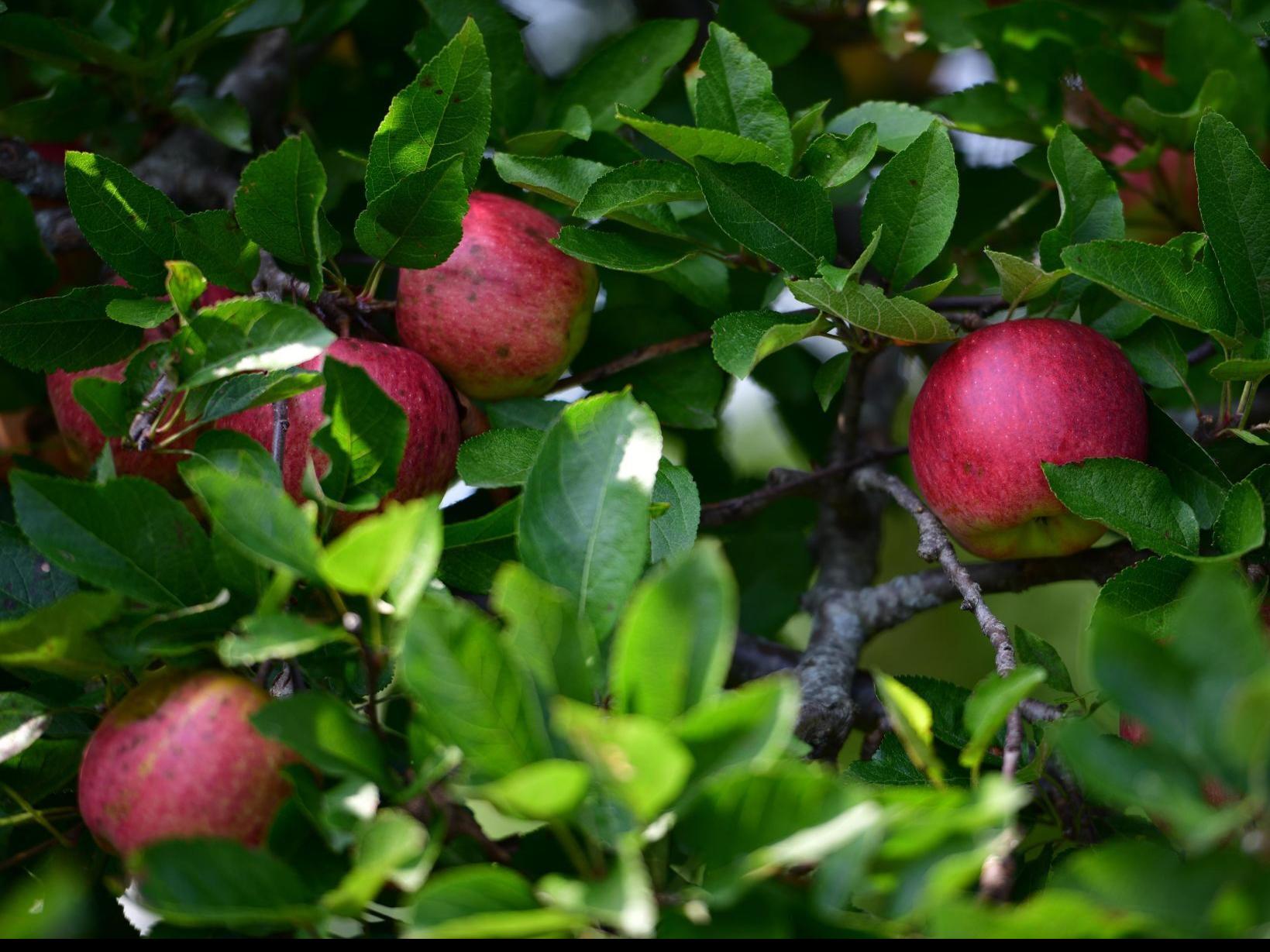 Featured image of post Blox Fruits Stock Today