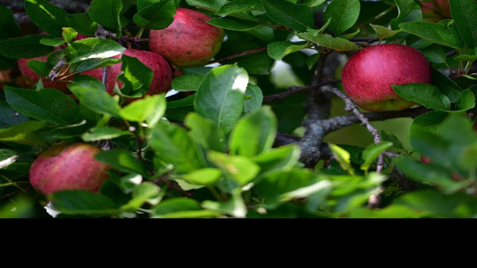 Plan Now For Decades Of Fresh Fruit Qctimes Com What's your favorite fruit in the game? plan now for decades of fresh fruit