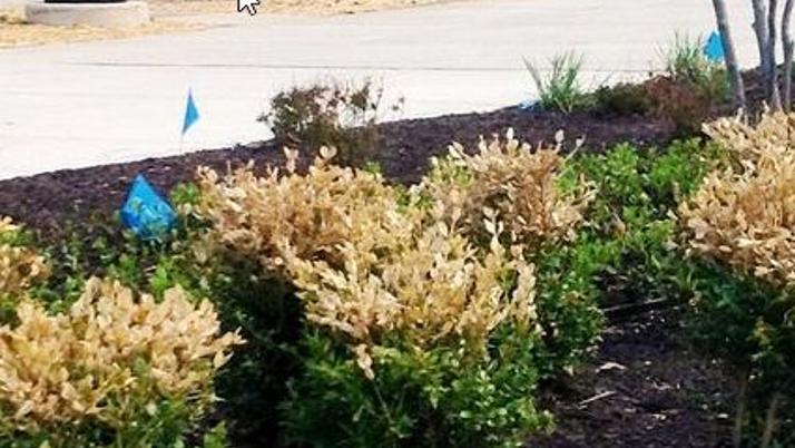 Burned Boxwood May Need To Be Pruned Home Garden Qctimes Com