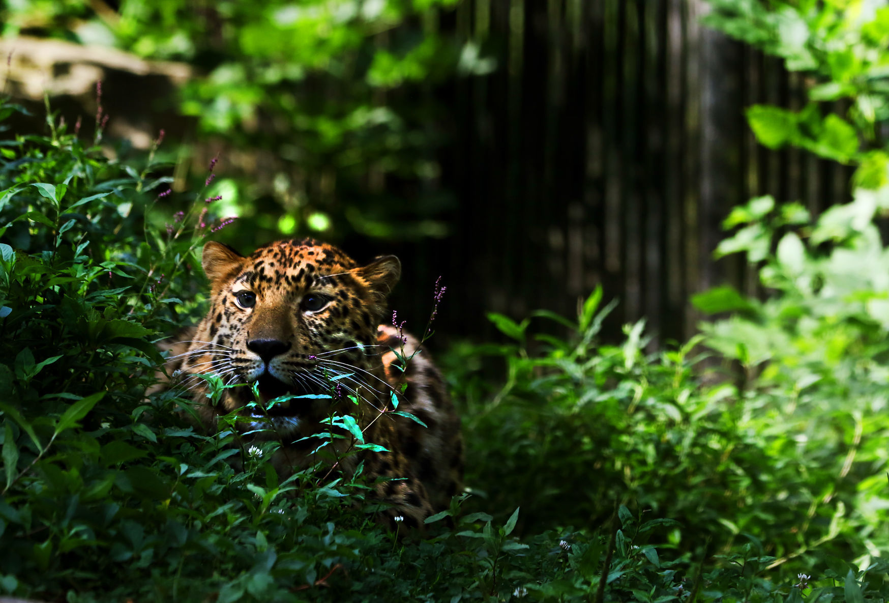 Niabi Zoo welcomes a new Amur leopard after trade