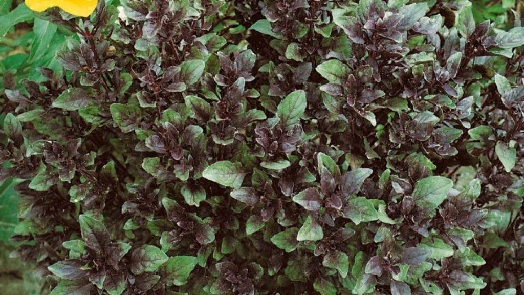 10 herbs to try in your garden | Food and Cooking | qctimes.com