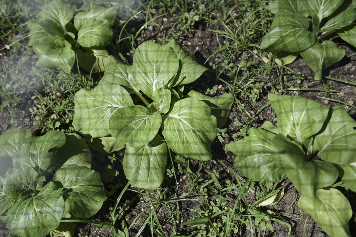 Puerto Rico Locally Grown