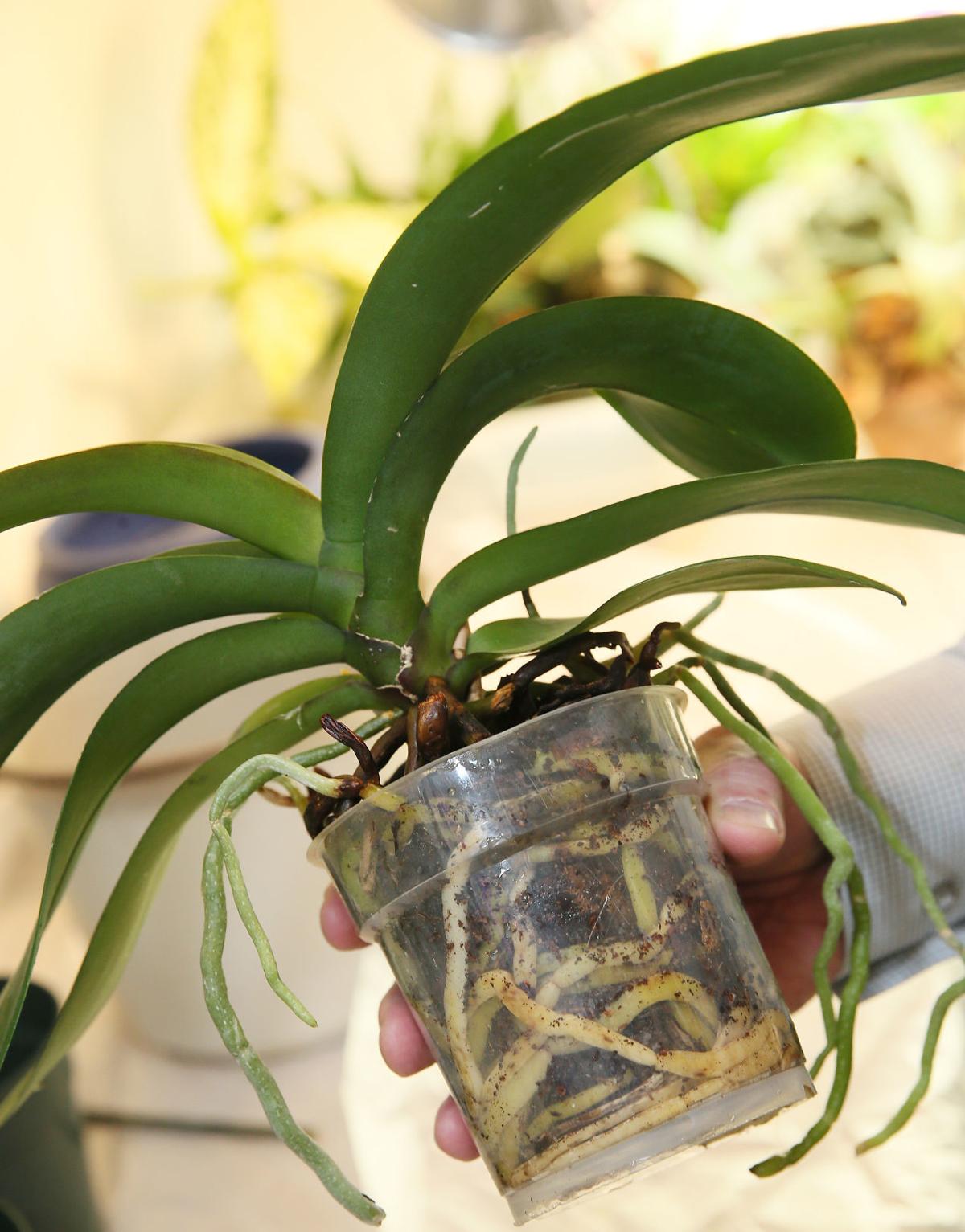 Do You Have An Orchid Here S How To Take Care Of It Home Garden Qctimes Com