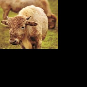 Niabi invites Quad-Citians to name pair of white buffalo calves