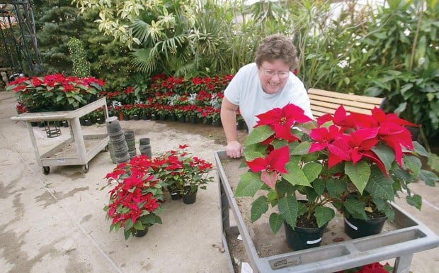 Poinsettia Display Starts This Weekend