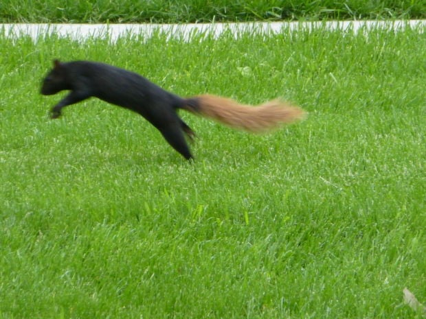 Black-brown squirrel is 'color variation' | Alma Gaul | qctimes.com