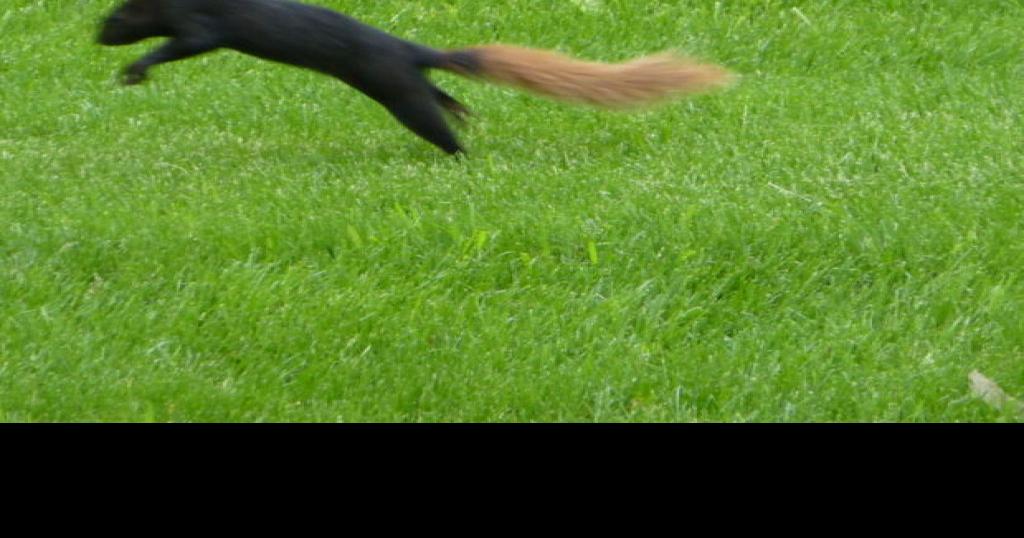 Black-brown squirrel is 'color variation'