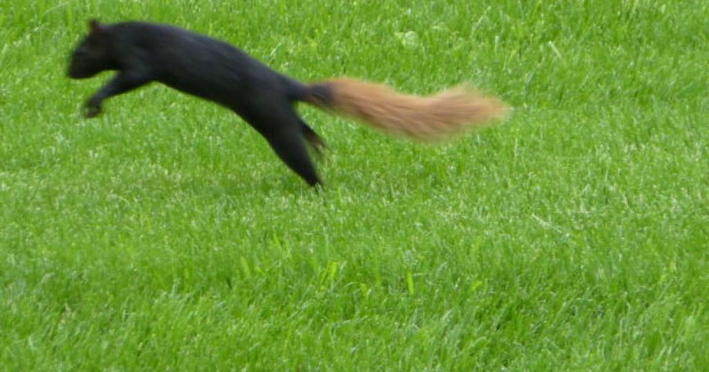 Black-brown squirrel is 'color variation'