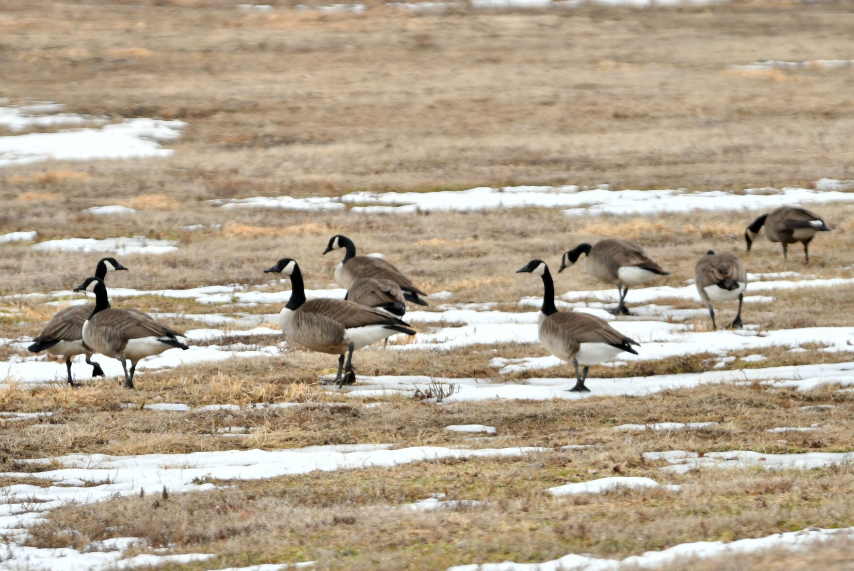 Canada goose outlet animal 94