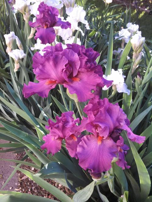 irises